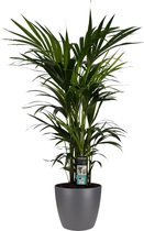 Kentia Palm - Ø27/120cm met Antracite Pot