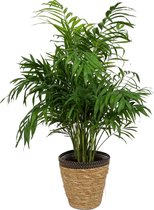 Kamerplant Chamaedorea Elegans - ± 60cm hoog – 19cm diameter - in siermand met zwarte rand