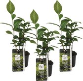 Theeplant | Camellia 'Sinensis' per 3 stuks - Buitenplant in kwekerspot ⌀10.5 cm - ↕20 cm