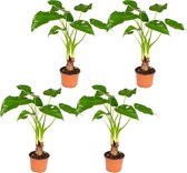 Olifantsoor | Alocasia 'Cucullata' op stam per 4 stuks - Kamerplant in kwekerspot ⌀12 cm - ↕50 cm