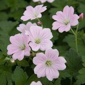 100 x Geranium 'Dreamland' - Ooievaarsbek in 9x9cm pot met hoogte 5-10cm