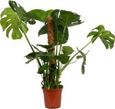 WL Plants - Monstera Deliciosa Mosstok - Kamerplanten - Monstera - Gatenplant - Inclusief Mosstok - ± 65cm hoog – 19cm diameter - In Kweekpot