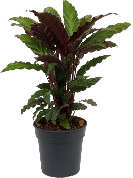 Kamerplant Calathea Wavestar - Pauwenplant - ± 60cm hoog – 19cm diameter