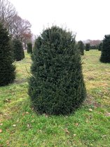 Taxus Baccata in bijenkorfvorm - 200 cm hoog