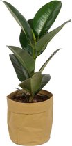 Kamerplant Ficus Robusta - ± 70cm hoog – 19cm diameter - in bruine katoenen sierzak