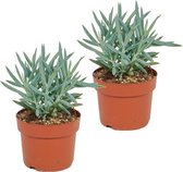 WL Plants - 2x Senecio Curio Mount Everest - Vetplant - Zeer Gemakkelijk Te Verzorgen - ± 25cm hoog - 12cm diameter - In Kweekpot