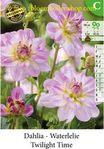 3 knollen DECORATIEF DAHLIA TWILIGHT TIME