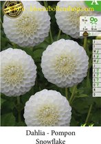 3 knollen POMPOM DAHLIA SNOWFLAKE