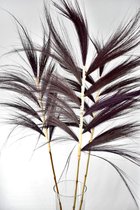 Droogbloemen - Pampas Gras Pluimen - Natuurlijk Bloemen - 100 cm | 120 cm - Zwart