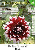 3 knollen DECORATIEF DAHLIA DUET