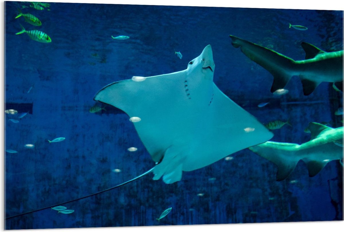Acrylglas - Rog in Aquarium - 120x80cm Foto op Acrylglas (Met Ophangsysteem)