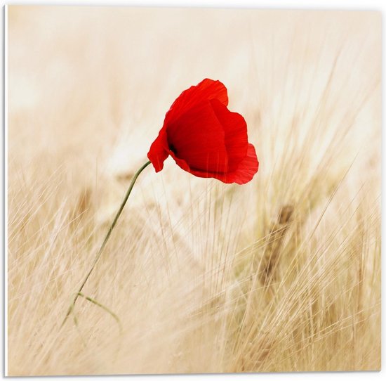 Forex - Rode Bloem tussen Grassen  - 50x50cm Foto op Forex