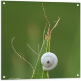 Tuinposter – Witte Slak op Groene Plant - 80x80cm Foto op Tuinposter  (wanddecoratie voor buiten en binnen)