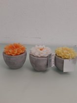 Mooie Kaarsbloemen met een stenen potje- 3 stuks