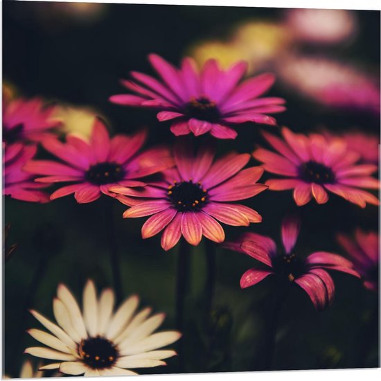 Acrylglas - Roze/Witte Bloemen - 80x80cm Foto op Acrylglas (Wanddecoratie op Acrylglas)