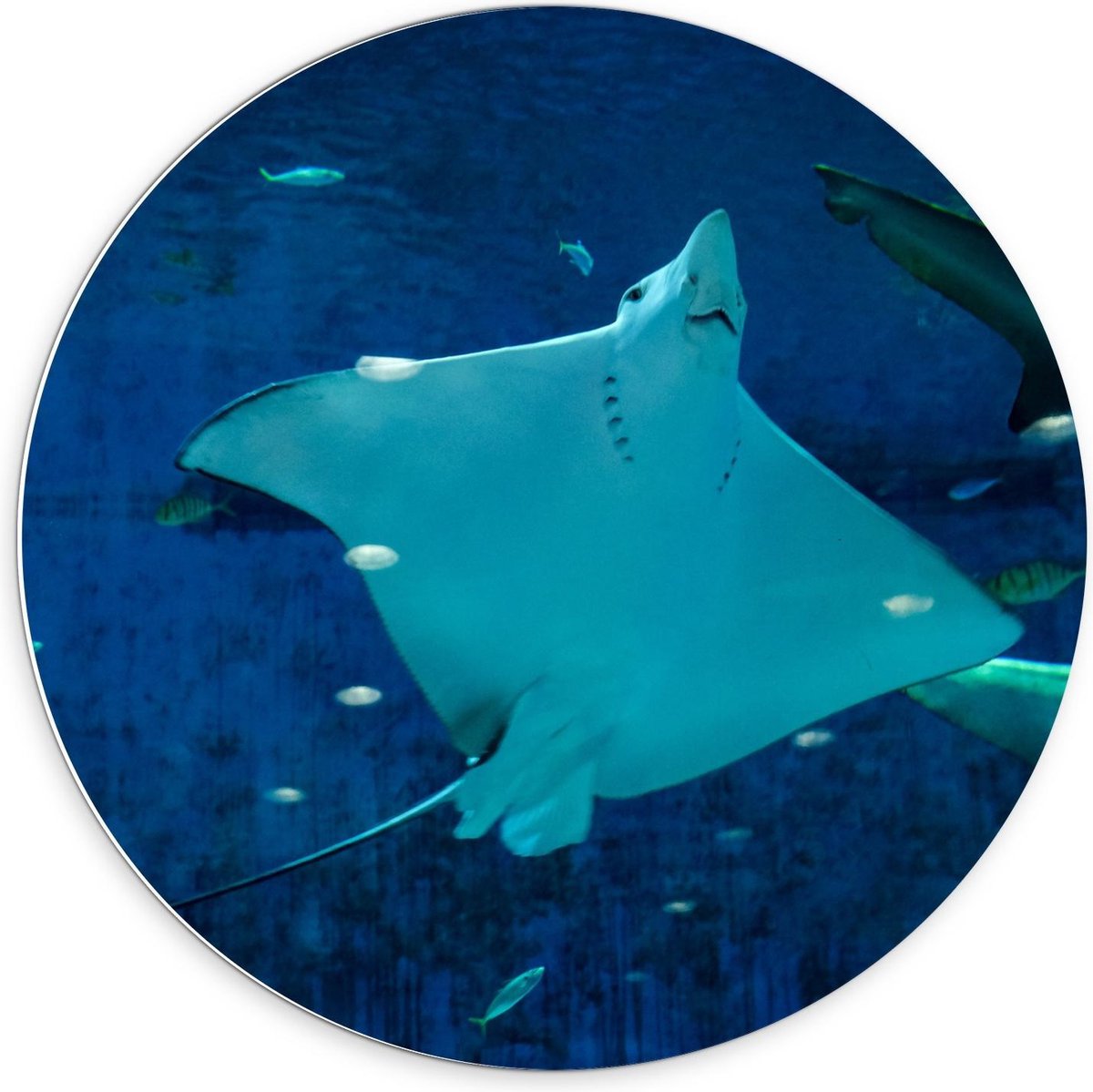 Forex Wandcirkel - Rog in Aquarium - 70x70cm Foto op Wandcirkel (met ophangsysteem)