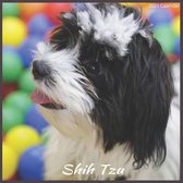 Shih Tzu 2021 Calendar