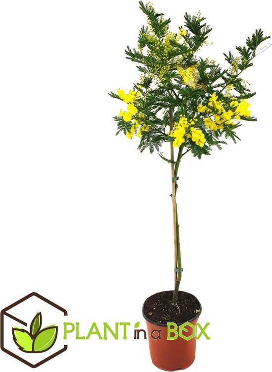 land ademen top Plant in a Box - Acacia dealbata Mimosa op stam - kamerplant - Pot ⌀19cm -  Hoogte ↕... | bol.com