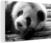 Canvas Schilderij Rustende panda in het zwart-wit - 60x40 cm - Wanddecoratie