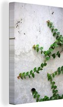 Creeper sur un mur de béton 60x90 cm - Tirage photo sur toile (Décoration murale salon / chambre) / Peintures Fleurs sur toile