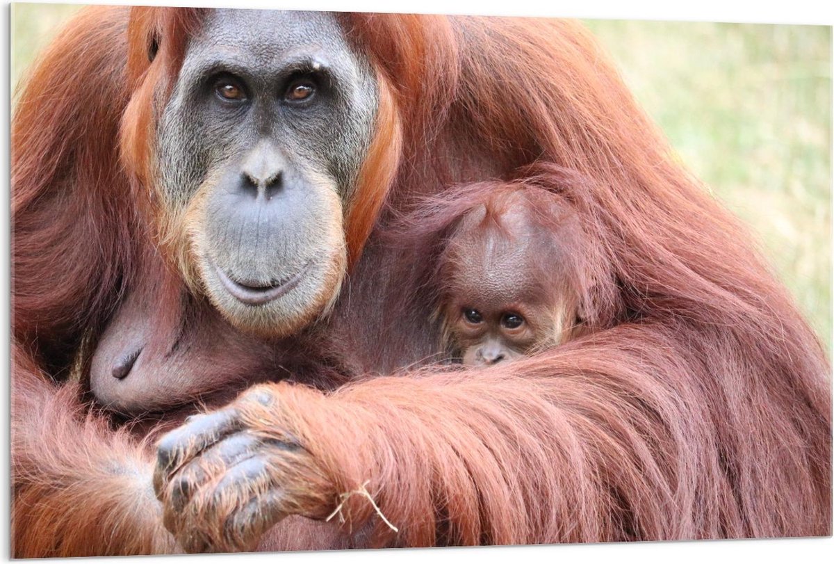 Acrylglas - Orang-Oetang met Baby Aapje - 120x80cm Foto op Acrylglas (Wanddecoratie op Acrylglas)