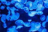 Blauwe Kwallen - Zeekwallen - Extra Moeilijke Puzzel - Volwassen - 1500 Stukjes