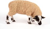 Grazende  Schaap