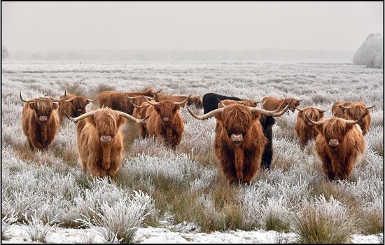 Reclamemeester - Schilderij - Textielframe Schotse Hooglanders Textieldoek In Liggend Dikte Textiel Peesdoek Landelijk Designpaneel - Multicolor - 120 X 80 Cm