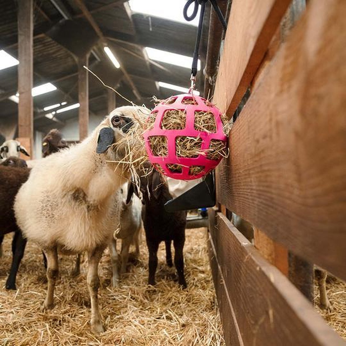 RelaxPets - Hay Slowfeeder - Fun and Flex - 22 cm - Roze - Flexibel - Volledig Veilig