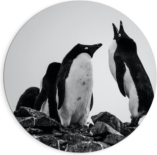 Dibond Wandcirkel - Twee Komische Pinguïns (zwart/wit) - 90x90cm Foto op Aluminium Wandcirkel (met ophangsysteem)