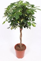 Kamerplant van Botanicly – Schefflera Arboricola Gold Capella – Hoogte: 105 cm