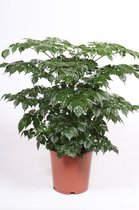 Kamerplant van Botanicly – China Doll plant – Hoogte: 60 cm – Radermachera
