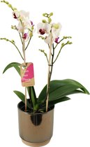 Orchidee van Botanicly – Vlinder orchidee in gouden keramiek pot 'Julia' als set – Hoogte: 50 cm, 2 takken – Phalaenopsis Multiflora Safe Haven