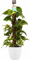 Kamerplant van Botanicly – Herfstvaren incl. sierpot wit als set – Hoogte: 80 cm – Epipremnum Aureum