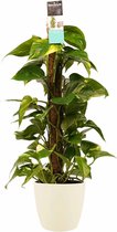 Kamerplant van Botanicly – Herfstvaren incl. crème kleurig sierpot als set – Hoogte: 80 cm – Epipremnum Aureum
