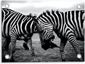 Tuinposter – Vechtende Zebra's Zwart - Wit - 40x30cm Foto op Tuinposter  (wanddecoratie voor buiten en binnen)