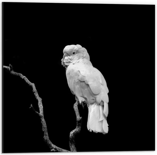 Dibond - Witte Papagaai op Tak Zwart - Wit - 50x50cm Foto op Aluminium (Met Ophangsysteem)