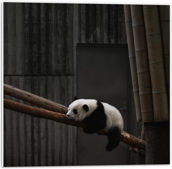 Forex - Panda op Bamboeboom  - 50x50cm Foto op Forex