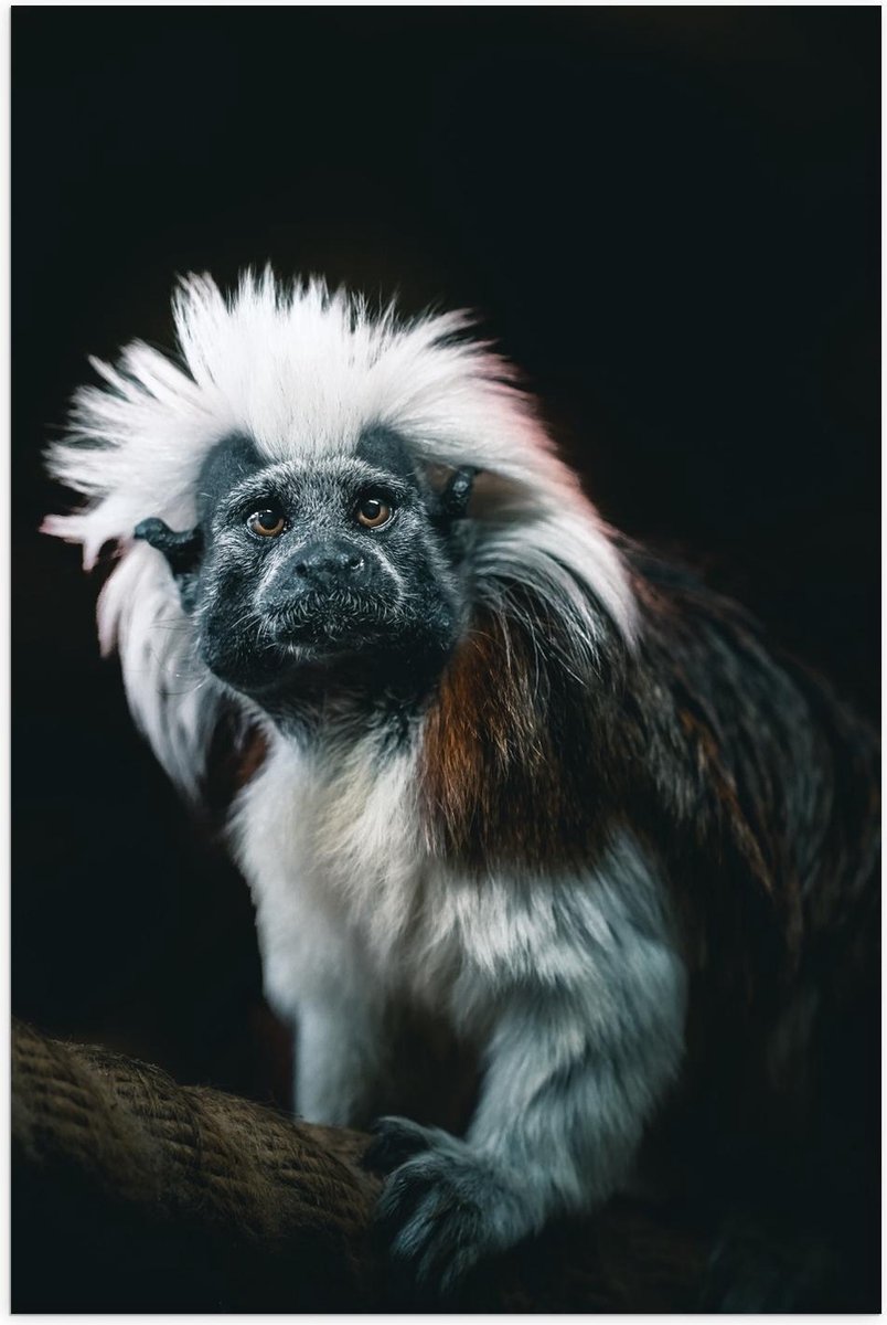 Poster – Dier op Boomstam met Zwarte Achtergrond - 60x90cm Foto op Posterpapier