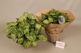 Groene plant - Syngonium Arrow  ⌀17 cm - Hoogte ↕38 cm - Inclusief siermand - Vers uit eigen kwekerij!