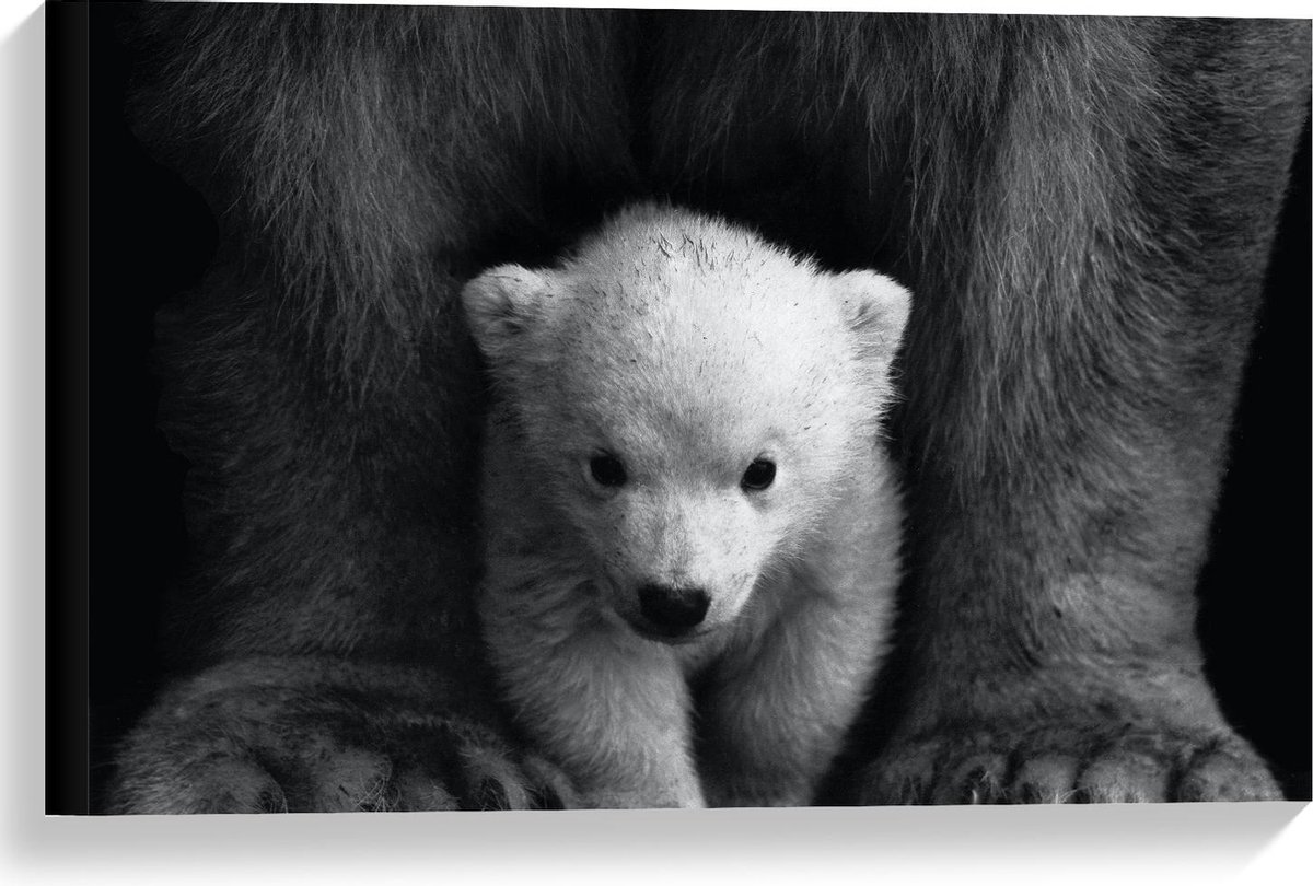 Canvas - Baby IJsbeer Zwart - Wit - 60x40cm Foto op Canvas Schilderij (Wanddecoratie op Canvas)