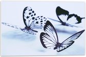 Forex - Doorzichtige Vlinders - 60x40cm Foto op Forex