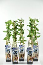 Fruitplanten - set van 5 stuks Lonicera caerulea (Honingbes) - hoogte 30-40 cm