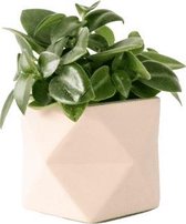Palua Planter, Theelichthouder Ø 5,5