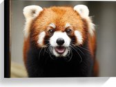 Canvas  - Blije Rode Panda - 40x30cm Foto op Canvas Schilderij (Wanddecoratie op Canvas)