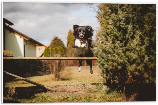 Forex - Springende Hond - 60x40cm Foto op Forex