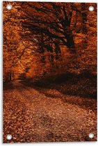 Tuinposter – Bospad met Oranje Blaadjes  - 40x60cm Foto op Tuinposter  (wanddecoratie voor buiten en binnen)