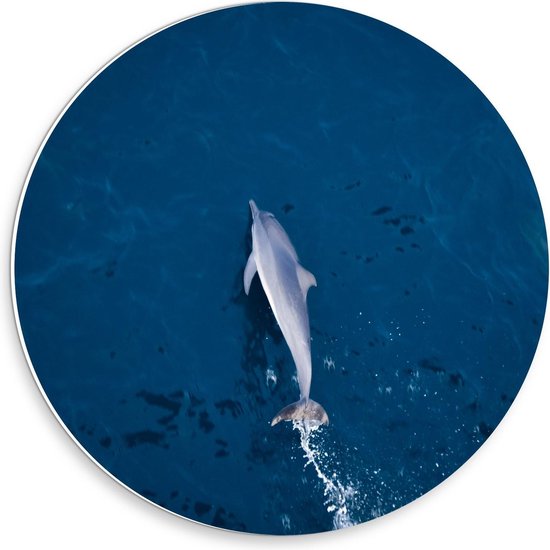 Forex Wandcirkel - Dolfijn in de Blauwe Zee - 30x30cm Foto op Wandcirkel (met ophangsysteem)
