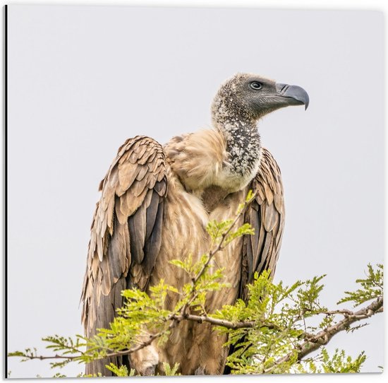 Dibond - Vulture Nairobi Vogel - 50x50cm Foto op Aluminium (Wanddecoratie van metaal)