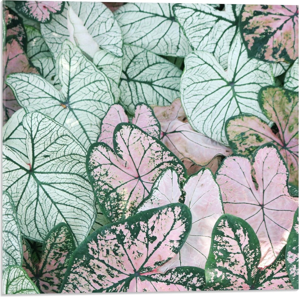 Plexiglas - Gekleurde Lelies - 50x50cm Foto op Plexiglas (Wanddecoratie op Plexiglas)